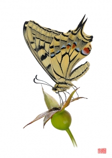 Papilio machaon shoubi Papilio machaon ‟shoubi‟