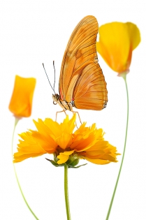 Dryas julia yellow two Dryas julia ‟yellow two‟, photo de papillon sur fond blanc réalisée dans le cadre du projet ‟les ailes du désir ou la vie rêvée des papillons‟. Parution du livre éponyme 2009.