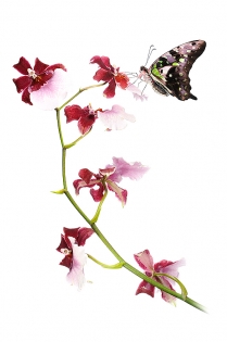 Graphium agamemnon zen II Graphium agamemnon ‟zen II‟, photo de papillon sur fond blanc réalisée dans le cadre du projet ‟les ailes du désir ou la vie rêvée des papillons‟. Parution du livre éponyme 2009.