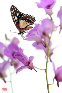 Graphium angolanus hamami Graphium angolanus ‟hamami‟, photo de papillon sur fond blanc réalisée dans le cadre du projet ‟les ailes du désir ou la vie rêvée des papillons‟. Parution du livre éponyme 2009.