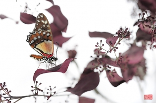 Graphium angolanus hana  Graphium angolanus ‟hana‟, photo de papillon sur fond blanc réalisée dans le cadre du projet ‟les ailes du désir ou la vie rêvée des papillons‟. Parution du livre éponyme 2009.