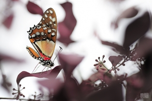Graphium angolanus hanabata  Graphium angolanus ‟hanabata‟, photo de papillon sur fond blanc réalisée dans le cadre du projet ‟les ailes du désir ou la vie rêvée des papillons‟. Parution du livre éponyme 2009.