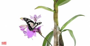 Graphium angolanus ikebana II Graphium angolanus ‟ikebana II‟, photo de papillon sur fond blanc réalisée dans le cadre du projet ‟les ailes du désir ou la vie rêvée des papillons‟. Parution du livre éponyme 2009.