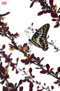 Graphium doson makka Graphium doson ‟makka‟, photo de papillon sur fond blanc réalisée dans le cadre du projet ‟les ailes du désir ou la vie rêvée des papillons‟. Parution du livre éponyme 2009.