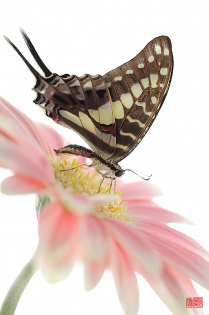 Graphium porthaon soushun Graphium porthaon ‟soushun‟, photo de papillon sur fond blanc réalisée dans le cadre du projet ‟les ailes du désir ou la vie rêvée des papillons‟. Parution du livre éponyme 2009.
