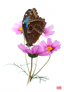Morpho peleides hanataba II Morpho peleides ‟hanataba II‟, photo de papillon sur fond blanc réalisée dans le cadre du projet ‟les ailes du désir ou la vie rêvée des papillons‟. Parution du livre éponyme 2009.