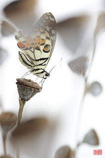Papilio demoleus hatsuyuki Papilio demoleus ‟hatsuyuki‟, photo de papillon sur fond blanc réalisée dans le cadre du projet ‟les ailes du désir ou la vie rêvée des papillons‟. Parution du livre éponyme 2009.