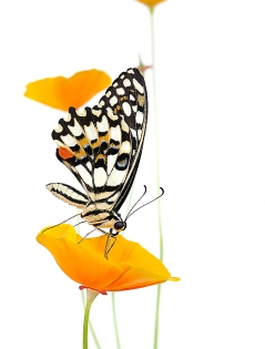 Papilio demoleus ikebana Papilio demoleus ‟ikebana‟, photo de papillon sur fond blanc réalisée dans le cadre du projet ‟les ailes du désir ou la vie rêvée des papillons‟. Parution du livre éponyme 2009.