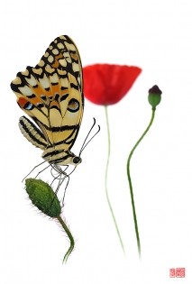 Papilio demoleus kenzo Papilio demoleus ‟kenzo‟, photo de papillon sur fond blanc réalisée dans le cadre du projet ‟les ailes du désir ou la vie rêvée des papillons‟. Parution du livre éponyme 2009.