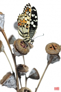 Papilio demoleus kuusou Papilio demoleus ‟kuusou‟, photo de papillon sur fond blanc réalisée dans le cadre du projet ‟les ailes du désir ou la vie rêvée des papillons‟. Parution du livre éponyme 2009.