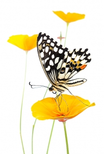 Papilio demoleus seventies Papilio demoleus ‟seventies‟