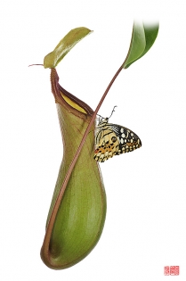 Papilio demoleus yuuwaku Papilio demoleus ‟yuuwaku‟, photo de papillon sur fond blanc réalisée dans le cadre du projet ‟les ailes du désir ou la vie rêvée des papillons‟. Parution du livre éponyme 2009.