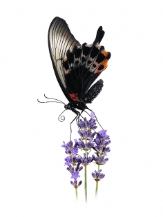 Papilio hybride lowi memnon ru Papilio hybride lowi memnon ‟ru‟, photo de papillon sur fond blanc réalisée dans le cadre du projet ‟les ailes du désir ou la vie rêvée des papillons‟. Parution du livre éponyme 2009.