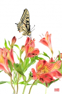 Papilio machaon flowers jump Papilio machaon ‟flowers jump‟, photo de papillon sur fond blanc réalisée dans le cadre du projet ‟les ailes du désir ou la vie rêvée des papillons‟. Parution du livre éponyme 2009.