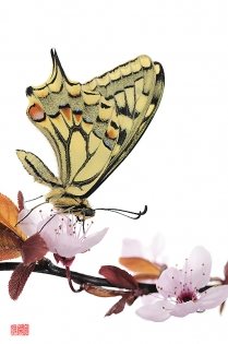 Papilio machaon hana Papilio machaon ‟hana‟, photo de papillon sur fond blanc réalisée dans le cadre du projet ‟les ailes du désir ou la vie rêvée des papillons‟. Parution du livre éponyme 2009.