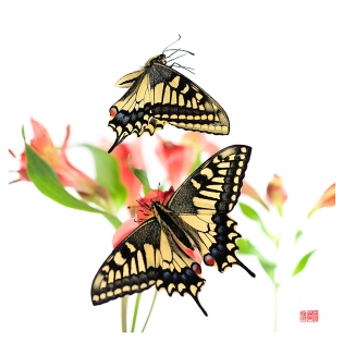 Papilio machaon hiyokunotori Papilio machaon ‟hiyokunotori‟, photo de papillon sur fond blanc réalisée dans le cadre du projet ‟les ailes du désir ou la vie rêvée des papillons‟. Parution du livre éponyme 2009.