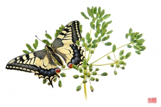 Papilio machaon kaju aoi Papilio machaon ‟kaju aoi‟, photo de papillon sur fond blanc réalisée dans le cadre du projet ‟les ailes du désir ou la vie rêvée des papillons‟. Parution du livre éponyme 2009.