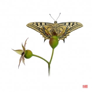 Papilio machaon obake Papilio machaon ‟obake‟, photo de papillon sur fond blanc réalisée dans le cadre du projet ‟les ailes du désir ou la vie rêvée des papillons‟. Parution du livre éponyme 2009.