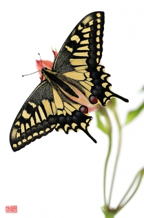 Papilio machaon sakidasu Papilio machaon ‟sakidasu‟, photo de papillon sur fond blanc réalisée dans le cadre du projet ‟les ailes du désir ou la vie rêvée des papillons‟. Parution du livre éponyme 2009.
