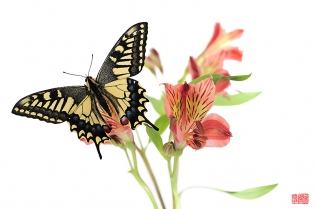 Papilio machaon saku Papilio machaon ‟saku‟, photo de papillon sur fond blanc réalisée dans le cadre du projet ‟les ailes du désir ou la vie rêvée des papillons‟. Parution du livre éponyme 2009.