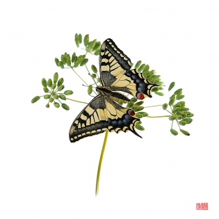 Papilio machaon seihoukei hana Papilio machaon ‟seihoukei hanabata‟, photo de papillon sur fond blanc réalisée dans le cadre du projet ‟les ailes du désir ou la vie rêvée des papillons‟. Parution du livre éponyme 2009.