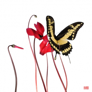 Papilio thoas just arrived Papilio thoas ‟just arrived‟, photo de papillon sur fond blanc réalisée dans le cadre du projet ‟les ailes du désir ou la vie rêvée des papillons‟. Parution du livre éponyme 2009.