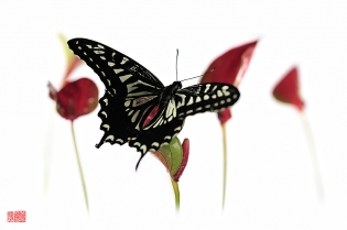 Papilio xuthus kan ji Papilio xuthus ‟kan ji‟, photo de papillon sur fond blanc réalisée dans le cadre du projet ‟les ailes du désir ou la vie rêvée des papillons‟. Parution du livre éponyme 2009.