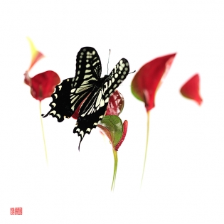 Papilio xuthus kouhaku Papilio xuthus ‟kouhaku‟, photo de papillon sur fond blanc réalisée dans le cadre du projet ‟les ailes du désir ou la vie rêvée des papillons‟. Parution du livre éponyme 2009.