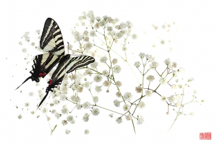 Eurytides marcellus hanabata Eurytides marcellus ‟hanabata‟, photo de papillon sur fond blanc réalisée dans le cadre du projet ‟les ailes du désir ou la vie rêvée des papillons‟. Parution du livre éponyme 2009.