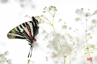 Eurytides marcellus sukeru Eurytides marcellus ‟sukeru‟, photo de papillon sur fond blanc réalisée dans le cadre du projet ‟les ailes du désir ou la vie rêvée des papillons‟. Parution du livre éponyme 2009.