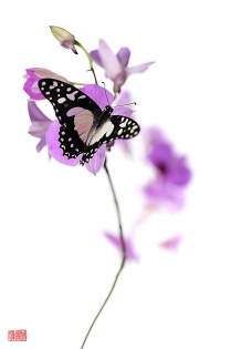Graphium angolanus tsuyatsuya  Graphium angolanus ‟tsuyatsuya‟, photo de papillon sur fond blanc réalisée dans le cadre du projet ‟les ailes du désir ou la vie rêvée des papillons‟. Parution du livre éponyme 2009.