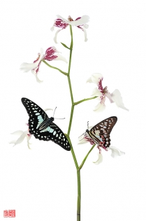 Graphium porthaon hiyokunotori Graphium porthaon ‟hiyokunotori‟, photo de papillon sur fond blanc réalisée dans le cadre du projet ‟les ailes du désir ou la vie rêvée des papillons‟. Parution du livre éponyme 2009.