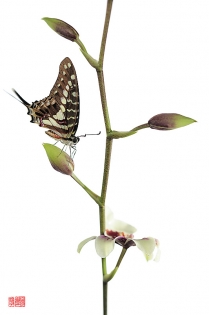 Graphium porthaon hana Graphium porthaon ‟hana‟, photo de papillon sur fond blanc réalisée dans le cadre du projet ‟les ailes du désir ou la vie rêvée des papillons‟. Parution du livre éponyme 2009.