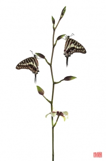 Graphium porthaon hiyokunotori Graphium porthaon ‟hiyokunotori‟, photo de papillon sur fond blanc réalisée dans le cadre du projet ‟les ailes du désir ou la vie rêvée des papillons‟. Parution du livre éponyme 2009.