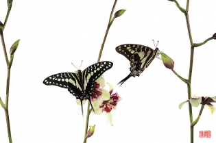 Graphium porthaon yumenimo Graphium porthaon ‟yumenimo‟, photo de papillon sur fond blanc réalisée dans le cadre du projet ‟les ailes du désir ou la vie rêvée des papillons‟. Parution du livre éponyme 2009.